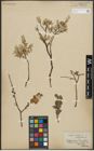 Foto von Salix repens subsp. repens L.
